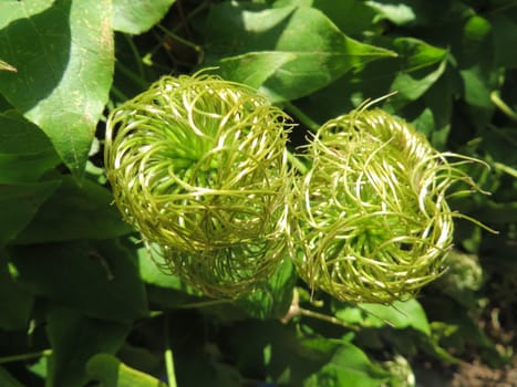 Seed status of a clematis