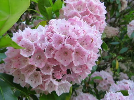 Bay rose - Kalmia latifolia