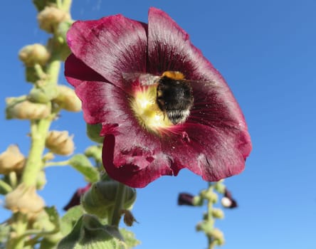 Hollyhock - Alcea rosea - Nigra -