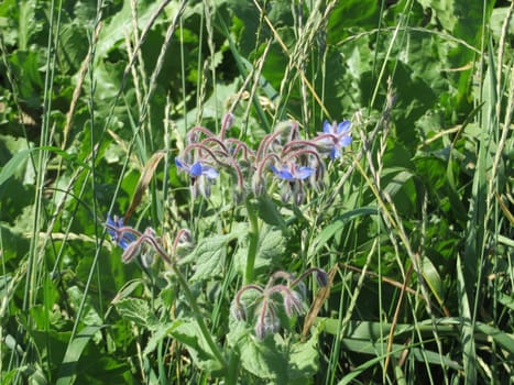 Borage - Borago officinalis