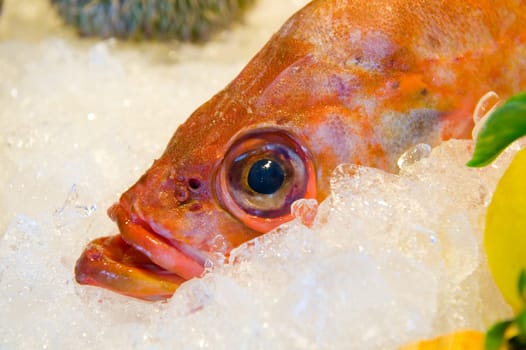 redfish on ice