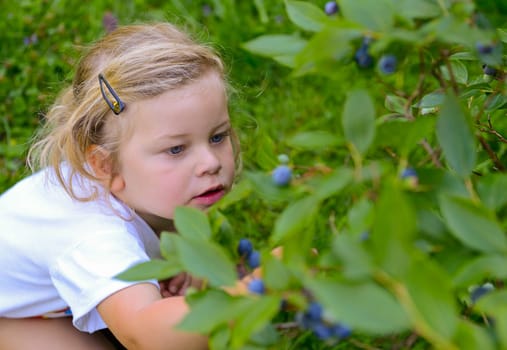Little girl is pcking blueberrys
