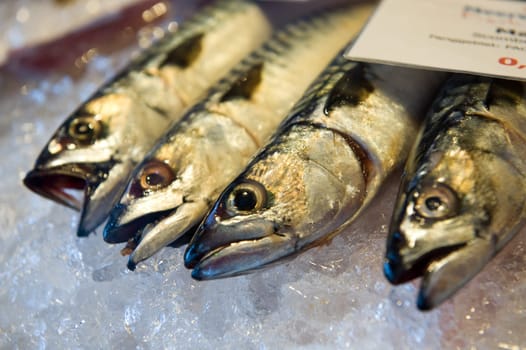 Mackerel on ice