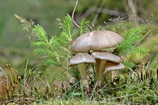Megacollybia platyphylla