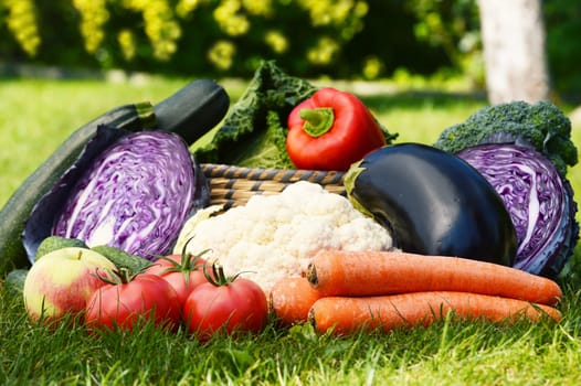 Fresh organic vegetables in the garden
