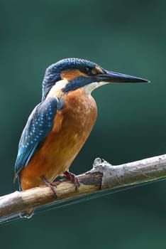 The kingfisher (Alcedo atthis)