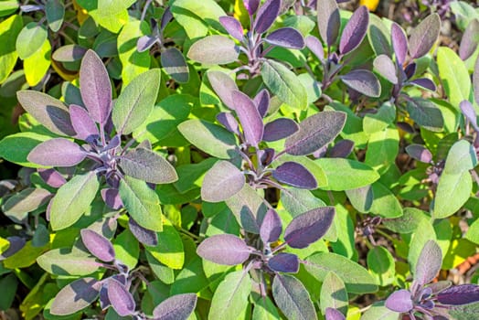 Sage,Salvia officinalis