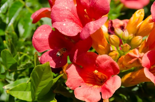 Bee during pollination of red flowers