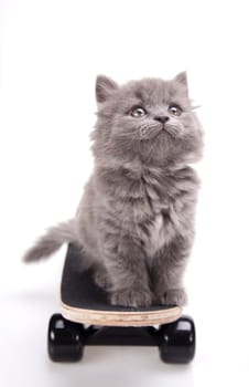Skateboarding cat