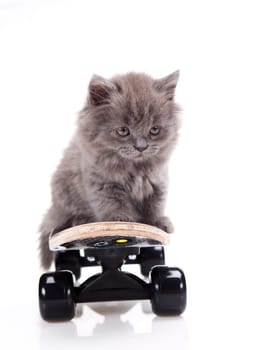 Skateboard, Little gray kitten