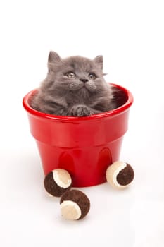 Small gray kitten