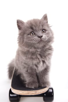 Skateboard, Little gray kitten