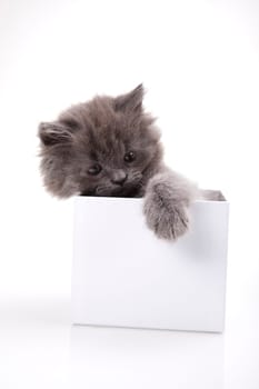 Kitten