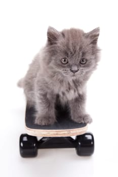 Skateboard, Little gray kitten