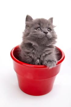 Kitten
