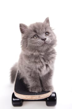 Skateboarding cat