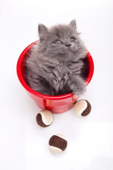 Small gray kitten