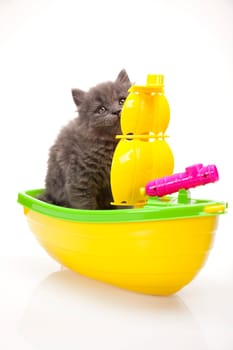 Kitten
