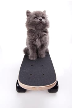 Skateboarding cat