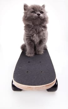 Skateboard, Little gray kitten