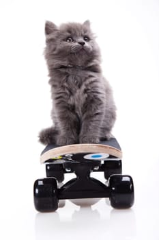 Skateboarding cat