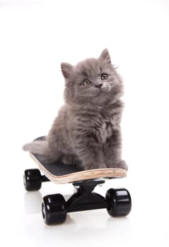 Skateboarding cat