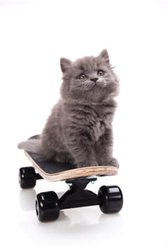 Skateboard, Little gray kitten
