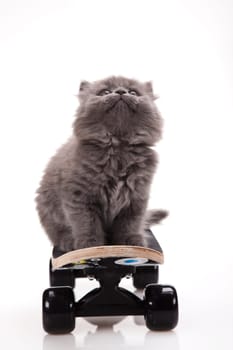 Skateboarding cat