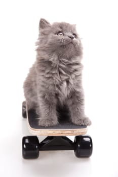 Skateboard, Little gray kitten
