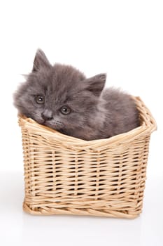 Small gray kitten
