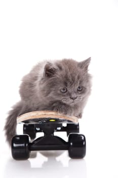 Skateboarding cat
