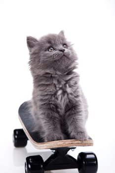 Skateboard, Little gray kitten