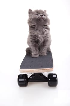 Skateboarding cat