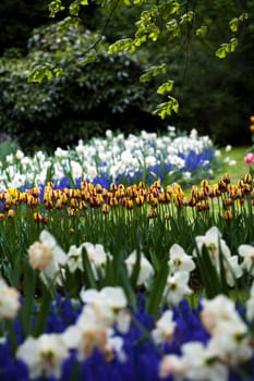 Tulips background