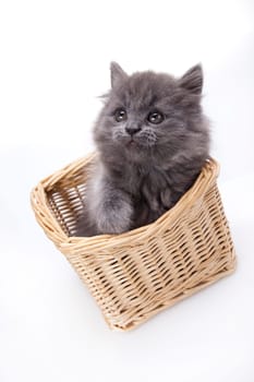 Kitten