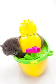 Kitten