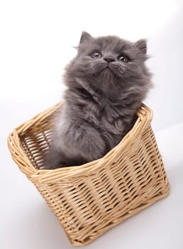 Kitten