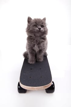 Skateboarding cat
