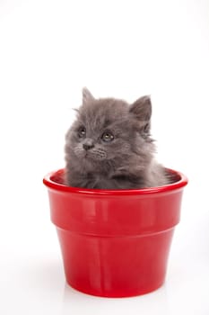 Small gray kitten