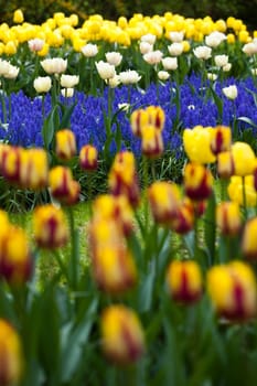 Tulips background