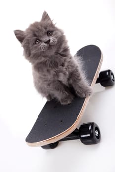 Skateboarding cat