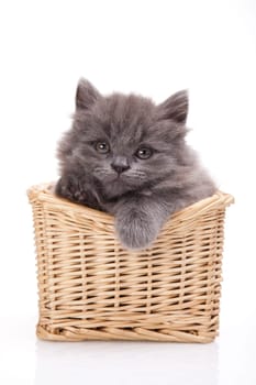 Small gray kitten