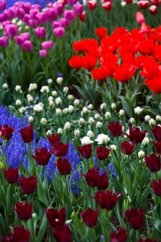 Tulips background