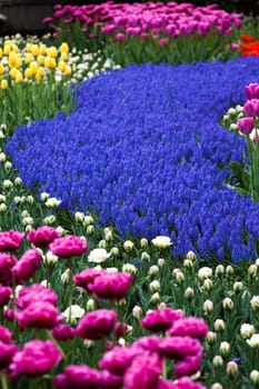 Tulips, colorful background