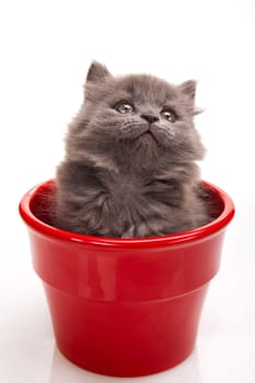 Small gray kitten