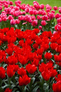 Tulips background