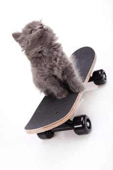 Skateboarding cat