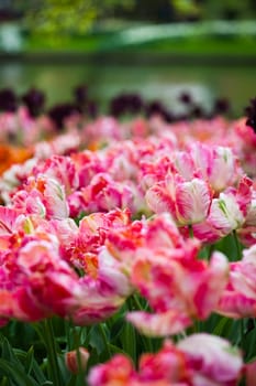 Tulips, colorful background