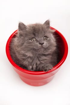 Kitten