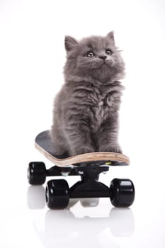 Skateboarding cat